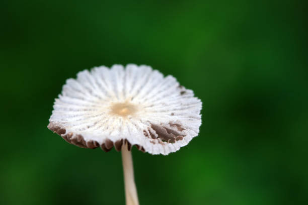 Wild mushrooms in the grass, North China