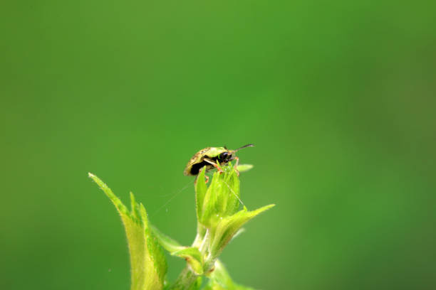 Hispidae family insect crawl on plants, North China
