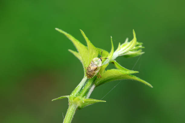 green shield bug. wildlife. colorful detailed macro photo of an insect. close-up. space for text. screensaver. bokeh. bug. chinch .Acanthosomatidae. Palomena prasina. beetle