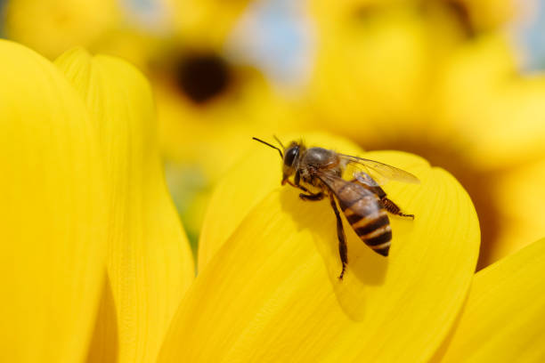 Honey Bee and Sunflower for nature background.
