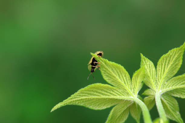 Hispidae family insect crawl on plants, North China