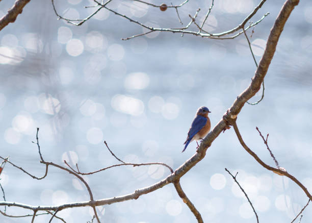 Bird on a Branch stock photo