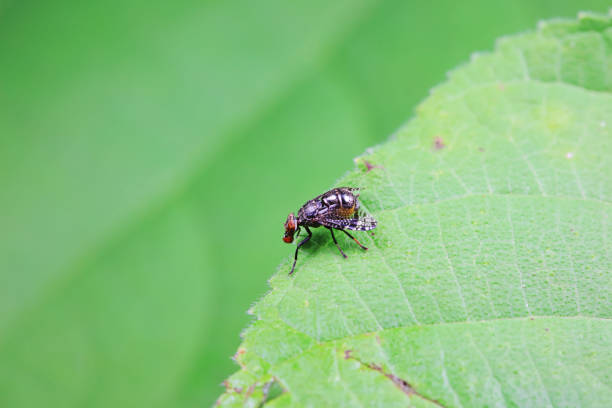 Flies on wild plants, North China