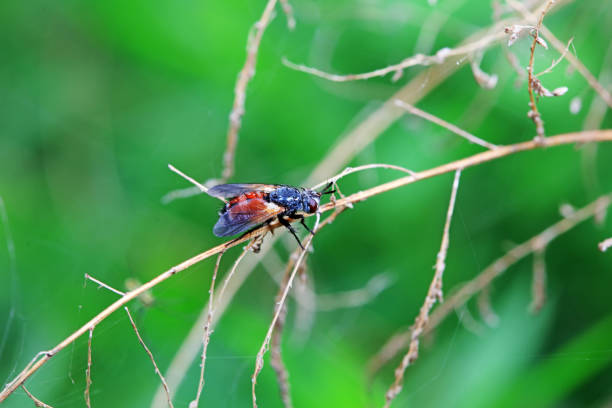 Fly on a straw, green background, bokeh,