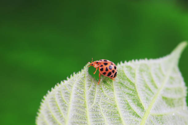 Psyllobora vigintiduopunctata 22-Spot Ladybird Beetle Insect. Digitally Enhanced Photograph.