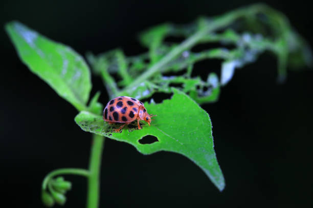 Ladybugs on wild plants, North China