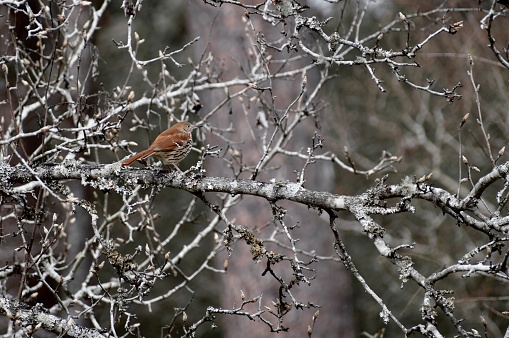Brown Wren Songbird on Bare Winter Branches with Brown Background
