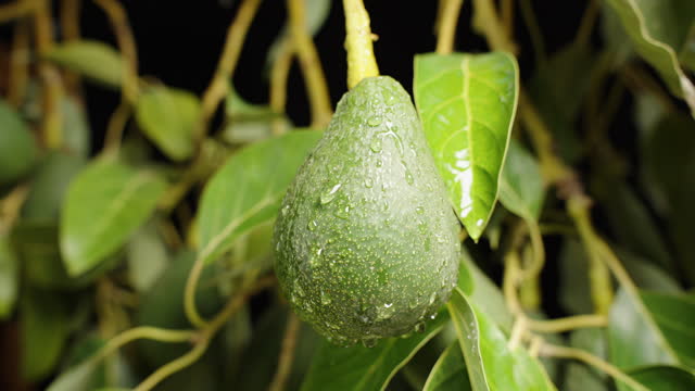 Avocado hanging from a tree branch, raindrops falling on it in slow motion. Close-up.