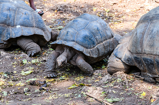 Aldabra giant tortoises (Aldabrachelys gigantea) at Prison island. Zanzibar, Tanzania
