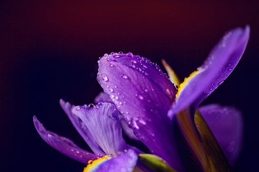 Close up photo of iris flower with macro detail. Beautiful purple flower with water drops on petals on dark blurred background. Shallow depth of field. Space for text