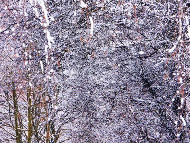 Background of snow-covered tree branches on a sunny day.