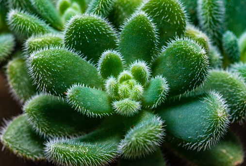 Close up of succulent plants in pots