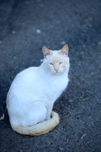 Portrait of cute fluffy cat