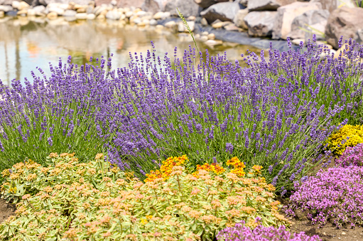 Blooming lavender flowers beside a small pound