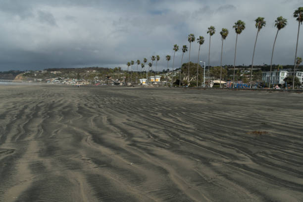 Row of palmes near La Jolla Shores beach on rainy day stock photo