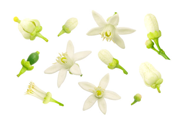 istock Lime or green lemon flower collection isolated. 2021568737