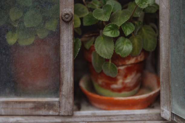 A green plant in a ceramic pot stands on the windowsill of an old dirty wooden window. Authentic wooden house. Concept for a remote abandoned village.