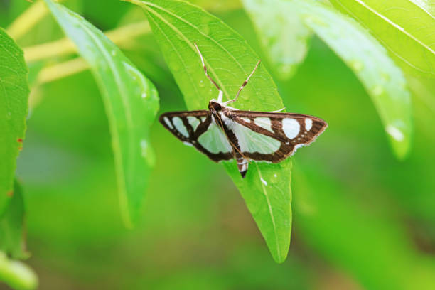 Lepidoptera insects in the wild, North China