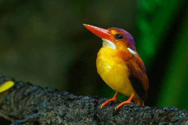 istock Rufous-backed kingfisher on mossy branch 2021623343