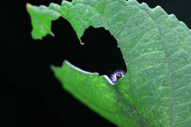 Lepidoptera larvae in the wild, North China
