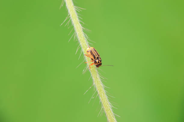 istock Leaf beetle on wild plants, North China 2021641792