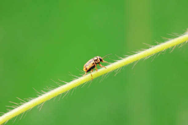 istock Leaf beetle on wild plants, North China 2021641794