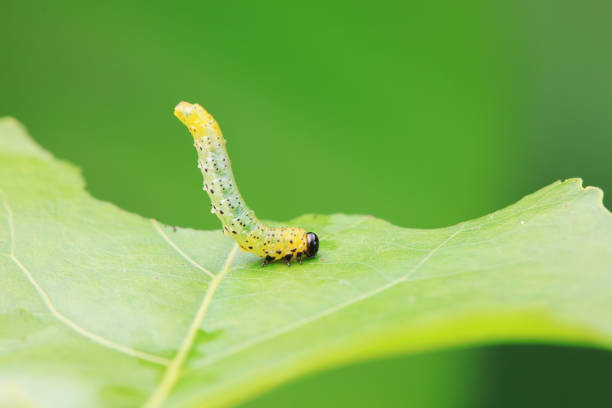 istock Leaf bee larvae on wild plants, North China 2021641798
