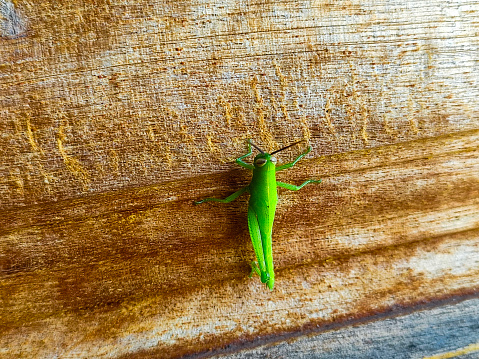 a green grasshopper on a wooden surface