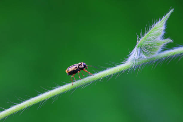 istock Leaf beetle on wild plants, North China 2021642308