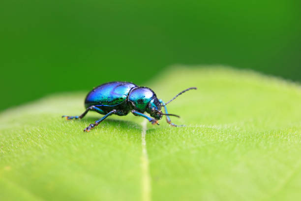 istock Leaf beetle on wild plants, North China 2021643337