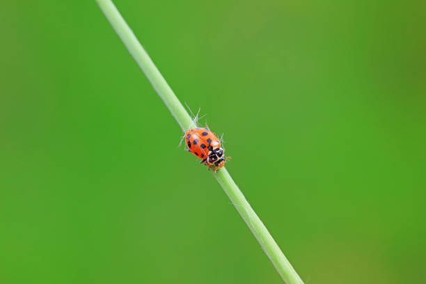 Ladybug , ladybird , insect , nature , animal , green color , wildlife , antenna ,