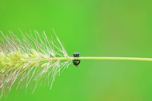 Bee insects in the wild, North China