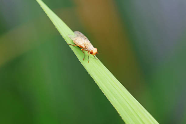 Flies on wild plants, North China