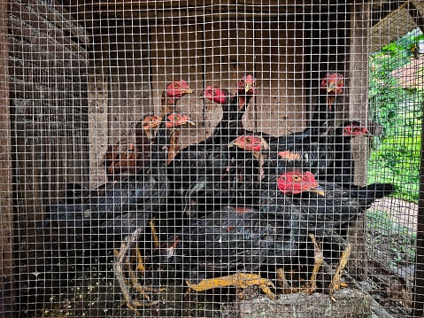 photo of a group of native chickens in a cage