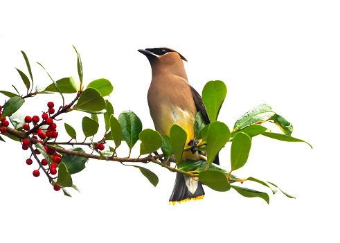 A Close-up of a Cedar Waxwing Perched on the Branch of a Holly Tree with a White Background