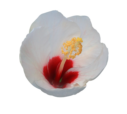 Shoe Flower or Hibiscus or Chinese rose flowers. Close up white-yellow flower head isolated on white background.