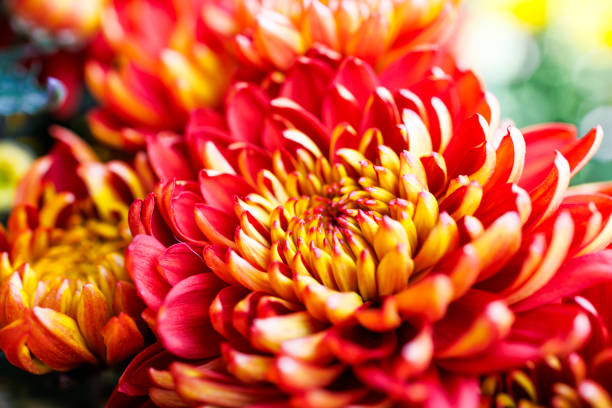 close-up of a vibrant chrysanthemum