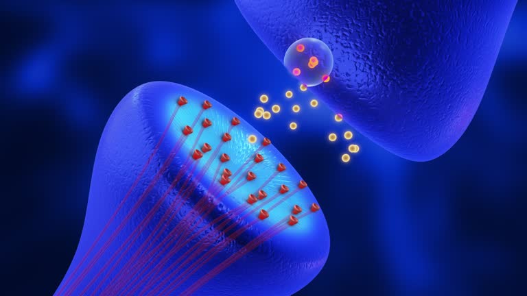 Synapses and Neurotransmission medical concept