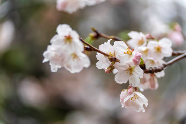 istock cherry blossoms wet in the rain 2021725691