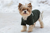 Funny Yorkshire terrier on a walk in a snowy park.