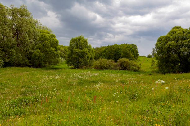 A beautiful spring meadow in Ukraine, captured in the morning light under a stunning and expressive sky