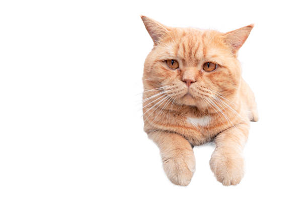 istock British cat in close-up on a white background 2021747359