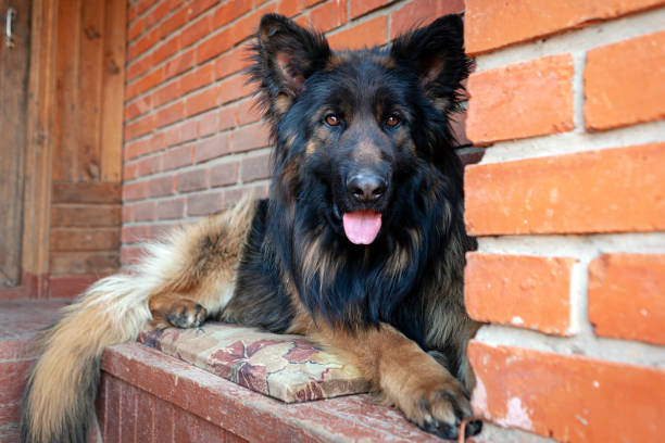 un berger allemand à poil long se trouve dans la cour de la maison - german shepherd police security alertness photos et images de collection