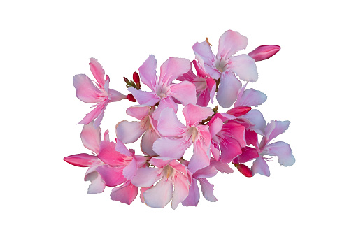 Pink blooms of azalea isolated on white backgrounds.