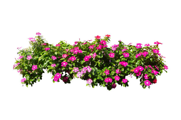istock pink flower bush leaves plant isolated with clipping path 2021748930