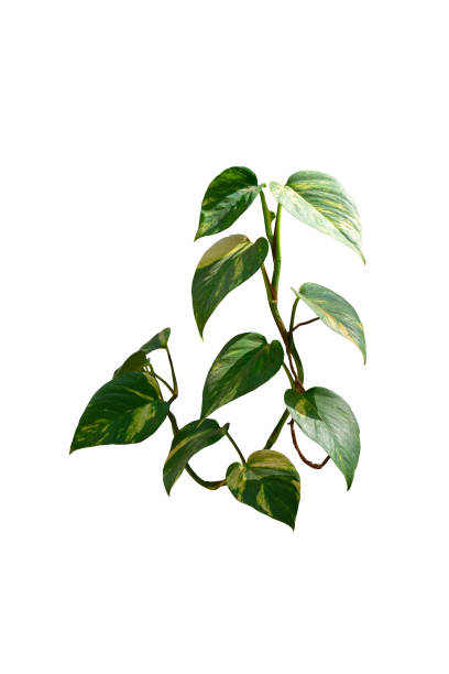 istock Devils ivy leaves plant isolated with clipping path 2021749441