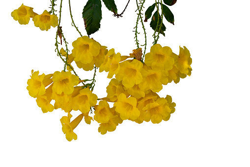 Hanging yellow flower leaves plant isolated with clipping path
