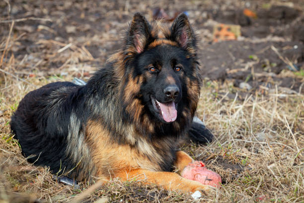 a long-haired german shepherd lies in the yard of the house - german shepherd police security alertness photos et images de collection