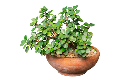 Green leaves plant in pot isolated with clipping path