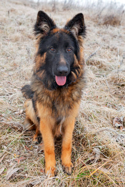 un berger allemand à poil long est assis dans un champ sur un fond brumeux - german shepherd police security alertness photos et images de collection